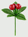 Premier Berry Pick