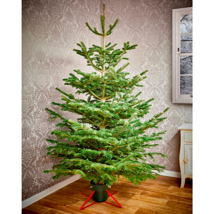Premier Real Tree Metal Stand